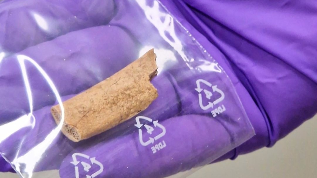 Homo sapiens-specific evolution unveiled by ancient southern African genomes, published in Nature