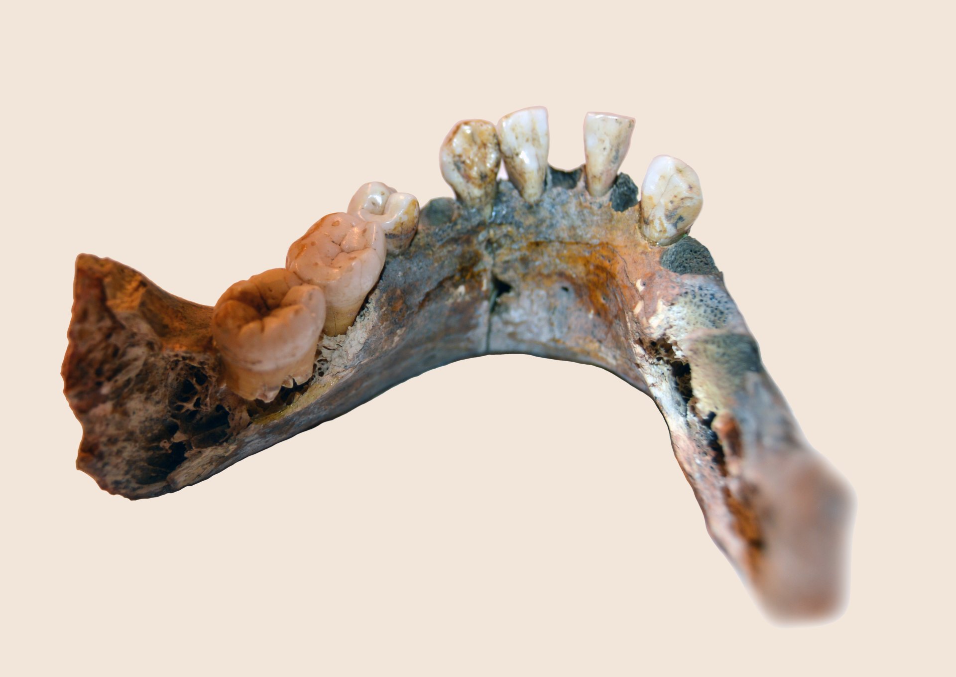 Mandible of Matjes River 1 woman who lived 7900 years ago in southern Africa. The material is housed at the Bloemfontein Museum, South Africa. Photo: Mattias Jakobsson
